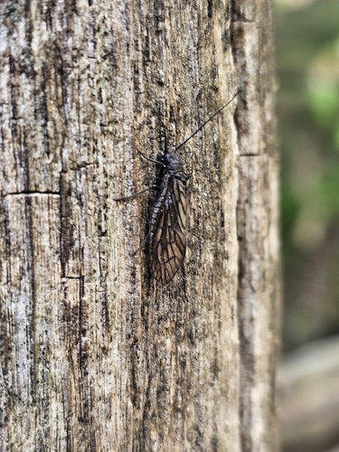 Holarctic Alderflies