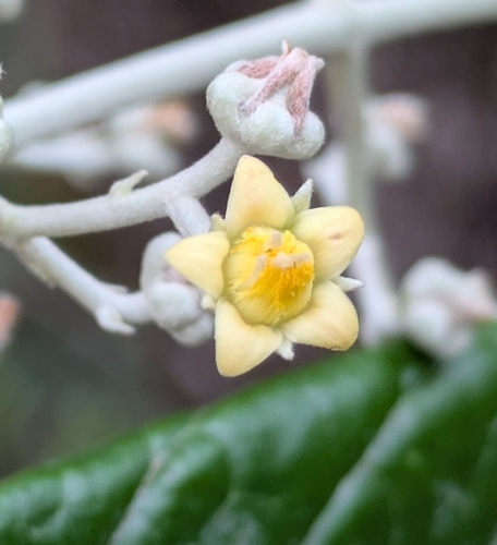 Argophyllum grunowii observed 2026-04-28