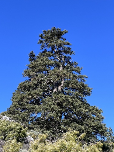 Avistamiento Pinsapo