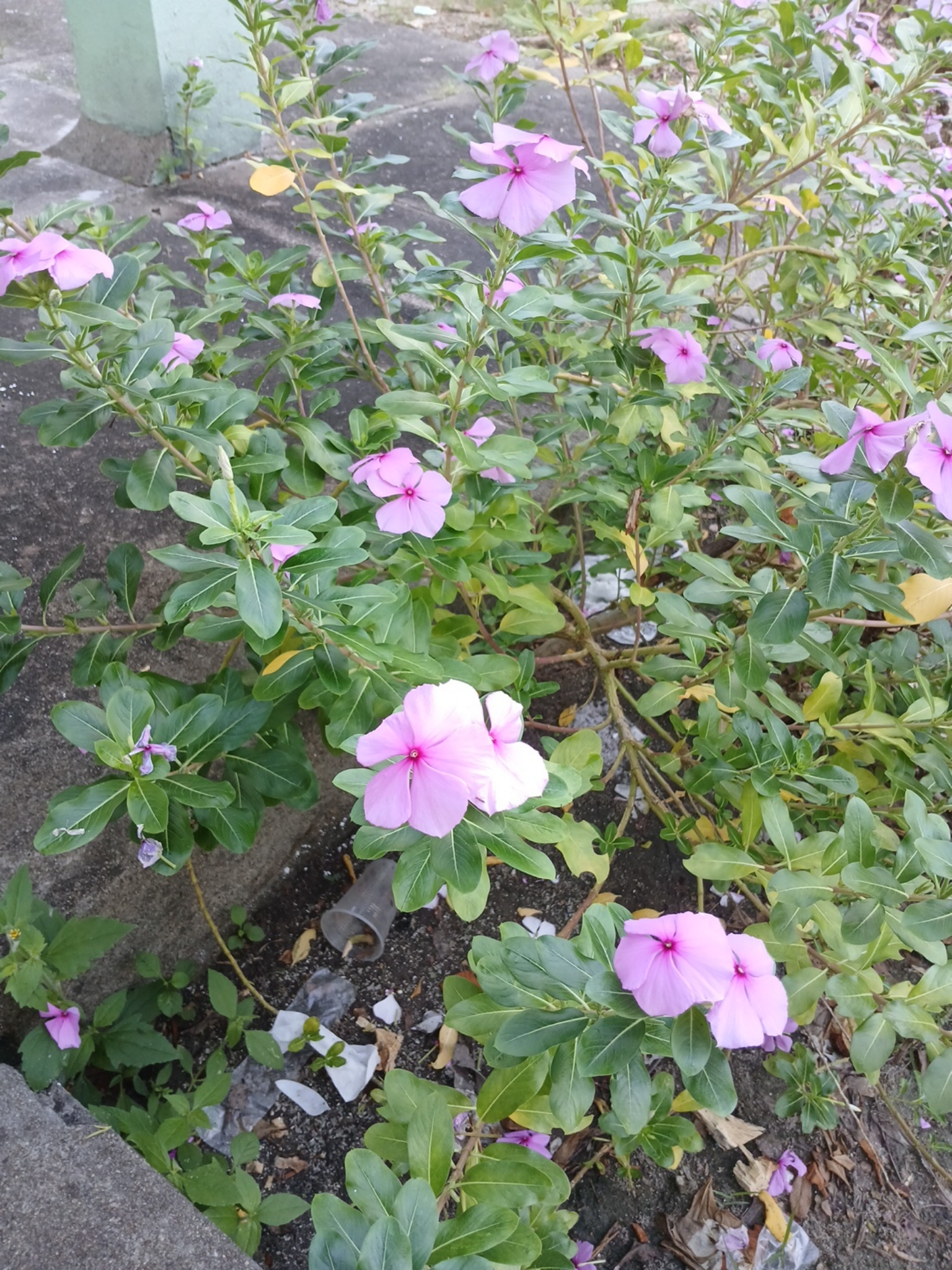 Catharanthus roseus