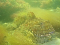 Taurulus bubalis