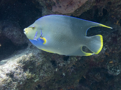Holacanthus bermudensis