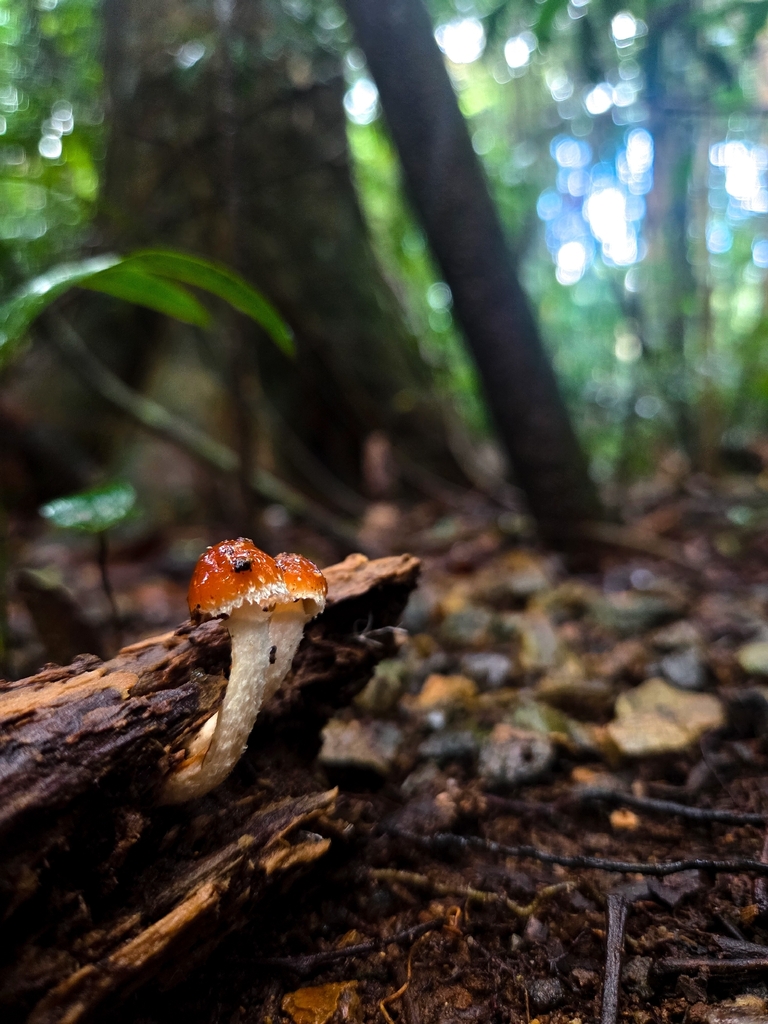Leratiomyces ceres · May 2026 · photo: © enoch14 (iNaturalist, cc-by)