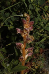 Orobanche pubescens