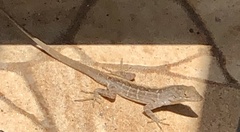 Anolis sagrei