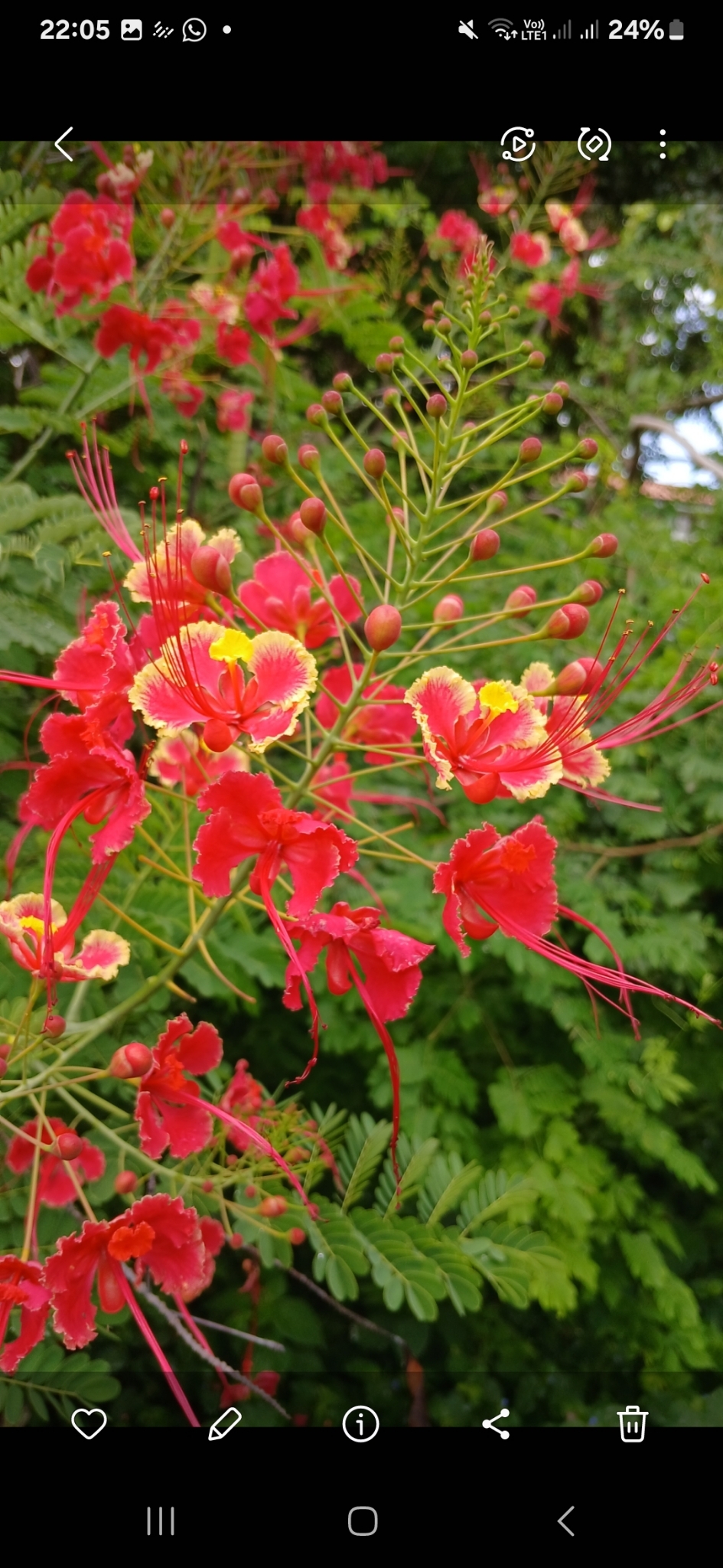 Caesalpinia pulcherrima