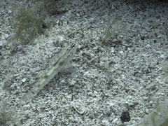 Coryphopterus glaucofraenum