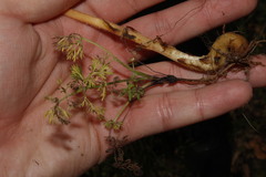 Orobanche pubescens