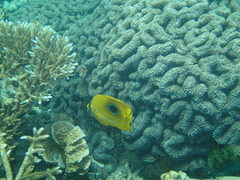 Chaetodon bennetti