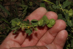 Medicago rugosa