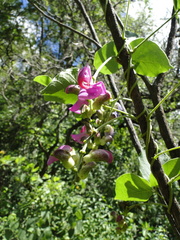 Canavalia septentrionalis