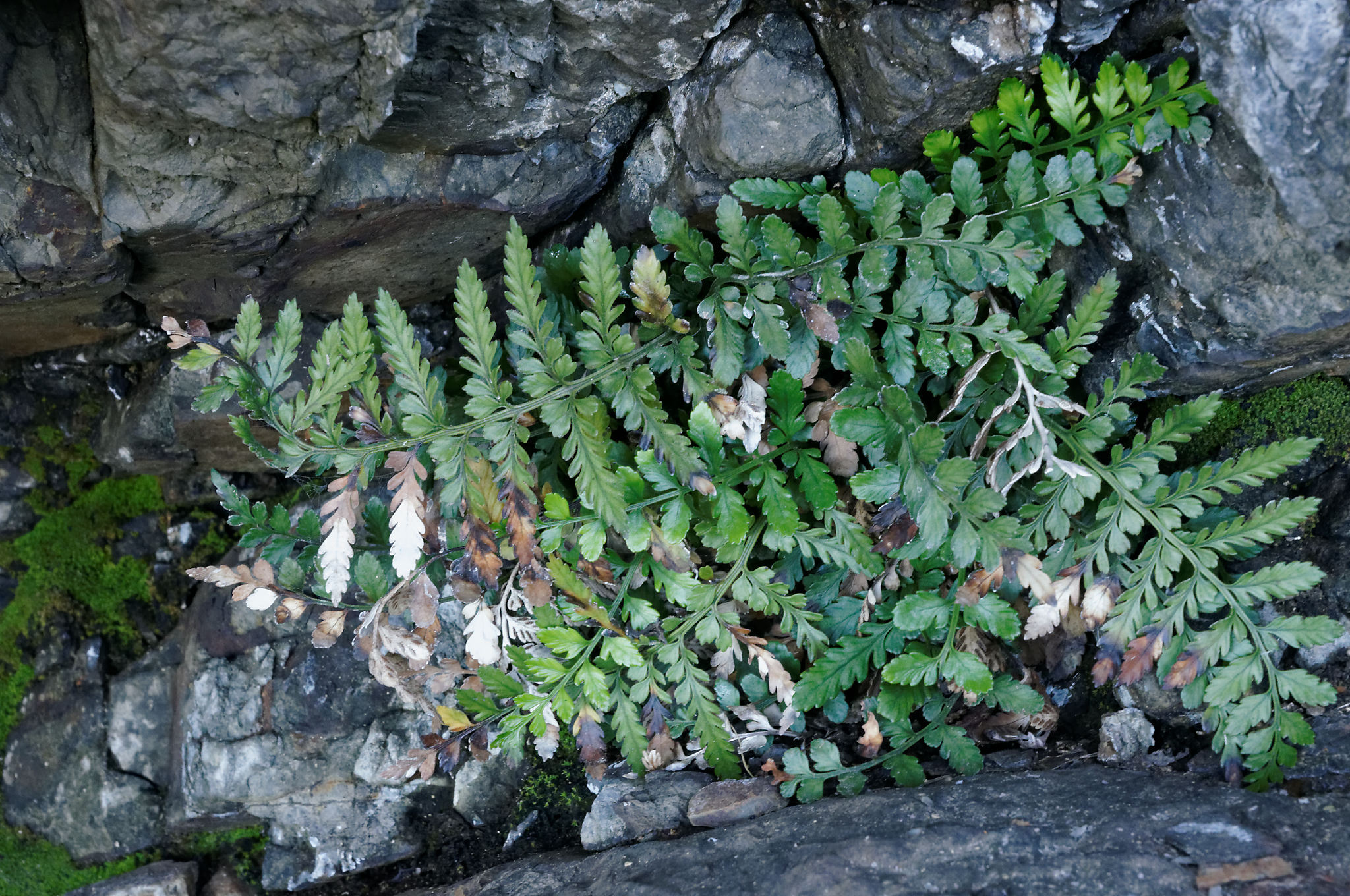 Asplenium difforme R.Br. 2