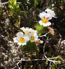 Euphrasia flavicans