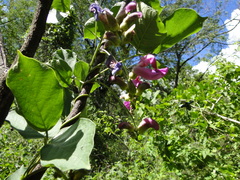 Canavalia septentrionalis