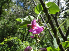 Canavalia septentrionalis