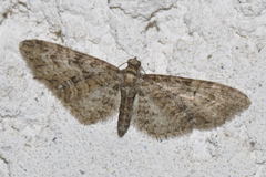 Eupithecia abbreviata