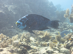 Scarus coelestinus