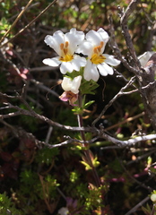 Euphrasia flavicans