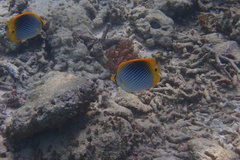 Chaetodon ocellicaudus