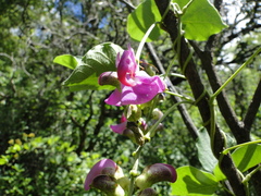 Canavalia septentrionalis