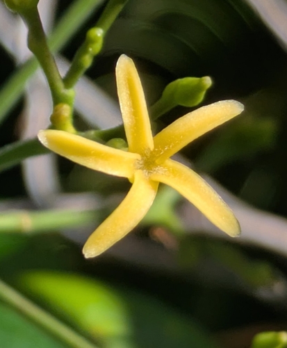 Alstonia vieillardii observed 2026-05-04