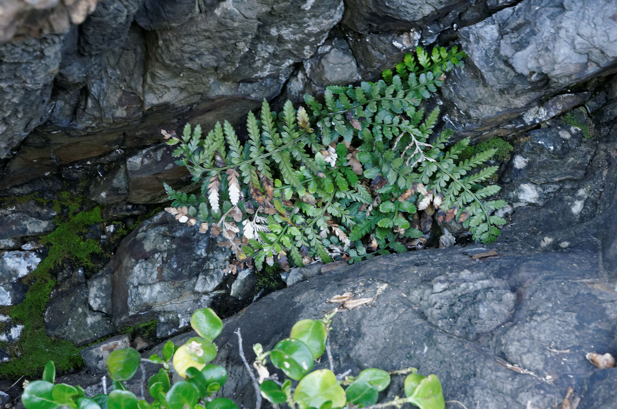 Asplenium difforme R.Br. 4