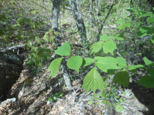 Ulmus laciniata iNat (1)