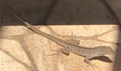 Anolis sagrei