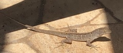 Anolis sagrei
