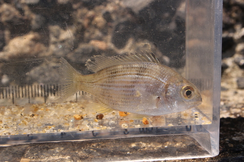 Yellowfin Seabream