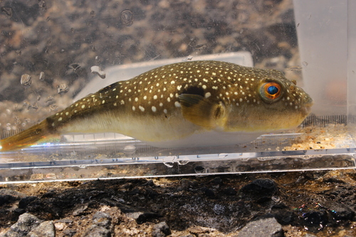 Grey-spotted Puffer