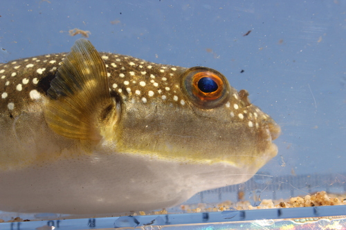 Grey-spotted Puffer