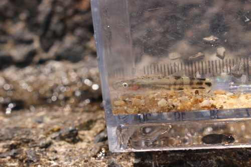 Gymnogobius petschiliensis