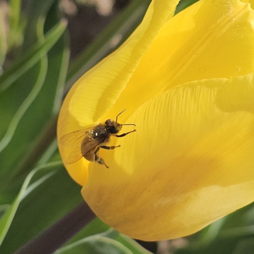 Bee