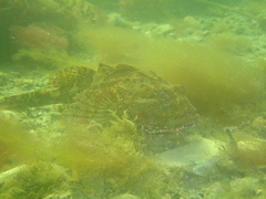 Taurulus bubalis
