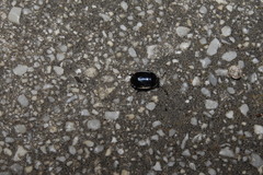 Canthophorus melanopterus