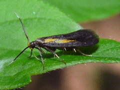 Mathildana newmanella