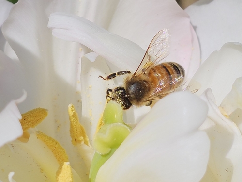 Bee