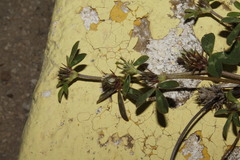 Trifolium scabrum