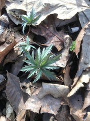 Cardamine concatenata