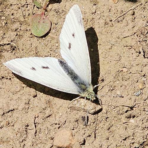 Cabbage White