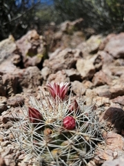 Mammillaria johnstonii