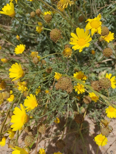 Garland Daisy
