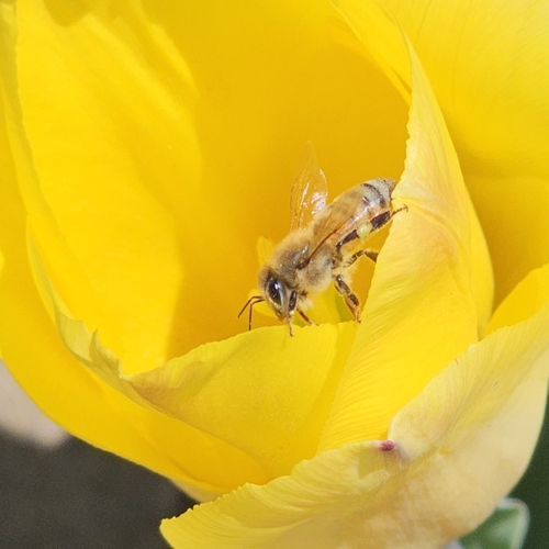 Bee