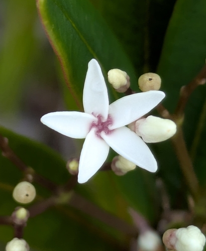 Alstonia coriacea observed 2026-05-04