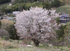 Prunus jamasakura