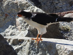 Daptrius albogularis