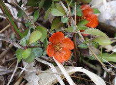 Chaenomeles japonica