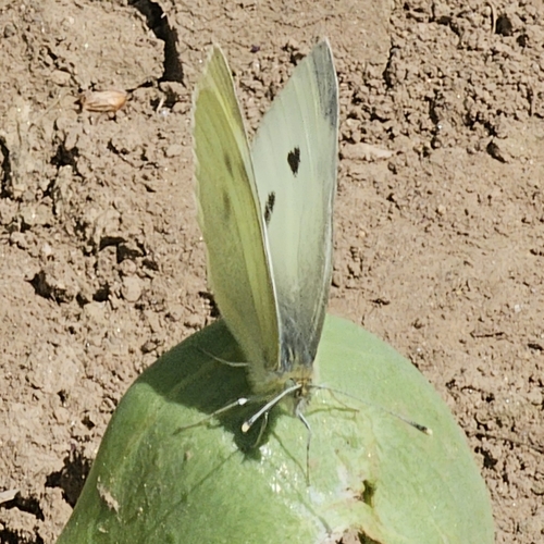 Cabbage White