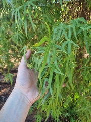 Brachychiton gregorii
